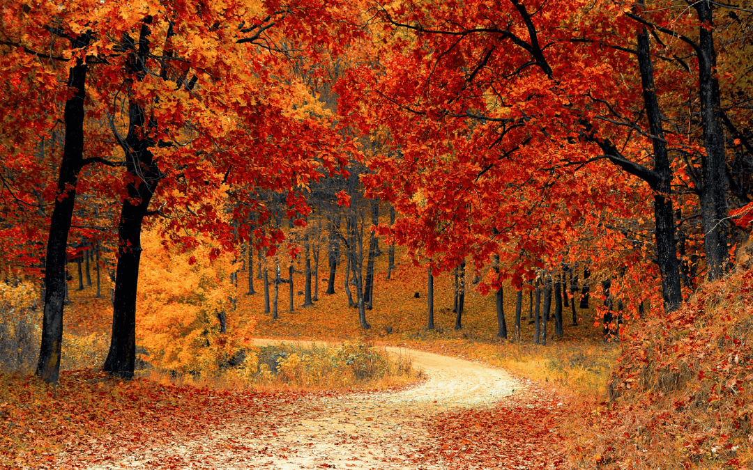 Bilan d’automne chez Duosphère