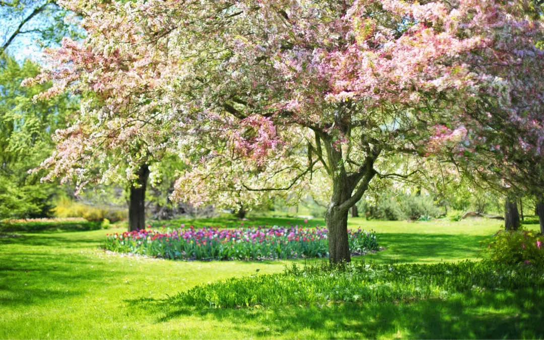 Champs de printemps.